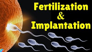 Fertilization and Implantation Process  Conception Explained [upl. by Granger]