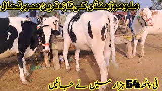 Today Malumor Mandi Jhang Update  Heifers For Sale in Pakistan  Girlando Heifers [upl. by Atteiram]