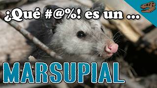 ¿Qué  es un marsupial  El origen de la piel glandular en sinápsidos [upl. by Imrots]