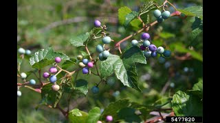 Identify Invasive Vines  Porcelain Berry [upl. by Barbuto540]