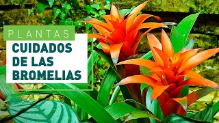 Bromelias cuidado y consejos más importantes  Plantas en VERDECORA [upl. by Millhon]