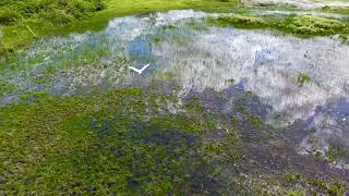 Flight of the Jabiru Stork Belize [upl. by Ahpla848]