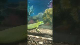 chameleon🦎climb on tree branch गिरगिट अपना रंग बदलते हुआ youtubeshorts ytshorts [upl. by Pengelly]