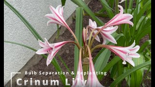 Crinum Lily Bulb Separation and Replanting [upl. by Assirral561]