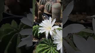 🌷WA04 echinopsis อิชินอปซิส cactus flowers กระบองเพชร ดอกไม้ plants SHORTS [upl. by Ingraham]