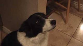 My talking border collie  learning to say quothelloquot [upl. by Ledeen]