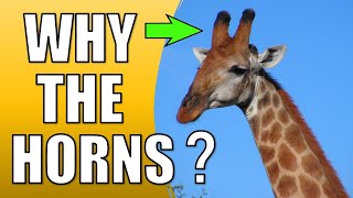 Why Do Giraffes Have Horns on Their Head [upl. by Aiahc215]