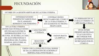 EMBRIOLOGÍA PRIMERA SEMANA DE DESARROLLO DE LA OVULACIÓN A LA IMPLANTACIÓN [upl. by Ecitsuj]