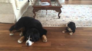 Bernese Mtn Dog Puppy Says Good Morning [upl. by Lynette]