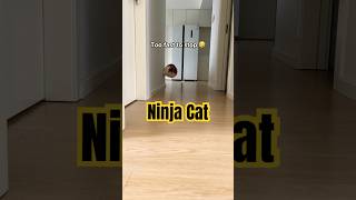 Who says cats cant fly 🤣🤣🤣 catshorts cat funnycats [upl. by Yemaj]