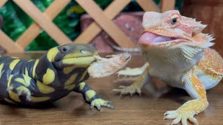 Dont steal 😡（Salamander amp lizard amp frog amp toad）🐸 [upl. by Suzann]