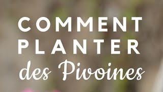 La Pivoine  Comment la planter [upl. by Ratep]