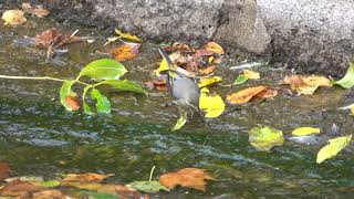 Grey Wagtail at the Dell restaurant [upl. by Marden968]