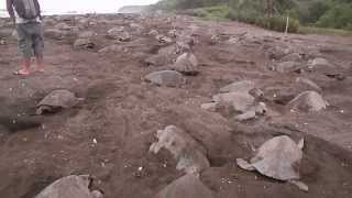 Thousands Of Nesting Sea Turtles On Playa Ostional  Costa Rica [upl. by Adala]