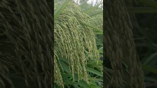 QUADRO ALAS Hybrid Rice farming agriculture short shorts shortvideo shortsvideo viralshort [upl. by Newmark]