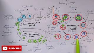 Maria Mota IMM 1 Malaria An Overview [upl. by Wescott]