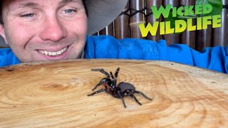 Worlds Most Venomous Spider The Sydney FunnelWeb [upl. by Remmer]