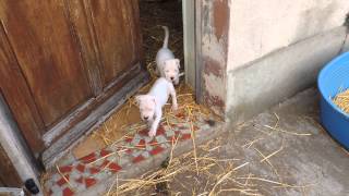 Mes bébés Dogue Argentin [upl. by Yelreveb]