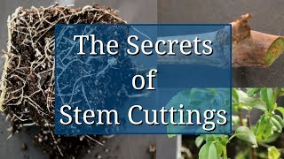 The Secrets of Stem Cuttings Propagation [upl. by Nosyd279]