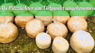 Als Pilzzüchter am Tiefpunkt angekommen [upl. by Corrina839]