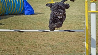 Training Your Portuguese Water Dog Basic Commands [upl. by Nnov]