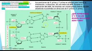 CÓMO SE FORMAN LOS ÁCIDOS NUCLEICOS [upl. by Yltnerb]