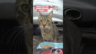 Chat errant abandonné le pauvre 😿♥️ nourrie 🍲🏎️ cat chat cute animals catlover kitten [upl. by Cassey]