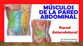 🥇 MÚSCULOS DE LA PARED ANTEROLATERAL DEL ABDOMEN Fácil Rápido y Sencillo [upl. by Nnylatsyrk]