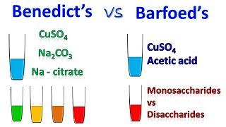 Difference between Barfoed and Benedict test [upl. by Lillith]