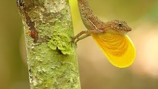 Unbelievable Anole Dewlap Display [upl. by Aiz]