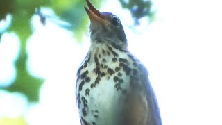 Wood thrush bird song  call  sounds [upl. by Yttisahc]