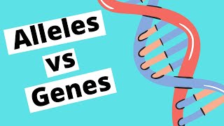 Alleles vs Genes  Genetics [upl. by Anerak]