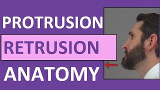 Protrusion Retrusion and Excursion Anatomy Body Movement Terms [upl. by Aztiray]