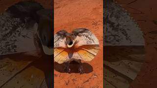 Frilled Neck Lizard australia frilleddragon amazinganimals [upl. by Llertnac]