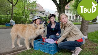 Hundefänger Folge 17  Tiere bis unters Dach  SWR Plus [upl. by Walls]