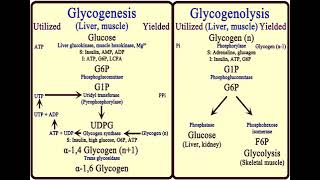 3 Carbohydrates Glycogen Metabolism شرح بالعربي [upl. by Odracir]