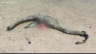 Mysterious creature washes up on South Georgia beach [upl. by Lin]