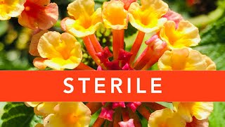 STERILE Lantana What is it Should you buy it [upl. by Tema]