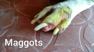 Maggots in dog feet [upl. by Staford]