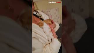 Breastfeeding Puppies A Heartwarming Moment [upl. by Schoenberg439]