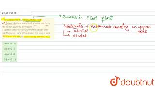 The epidermis in a dorsiventral leaf a Covers both adaxial and abaxial surfaces b Is not cov [upl. by Rosenstein477]