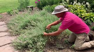 Pruning catmint 2021 [upl. by Aramal]