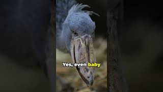 The Shoebill Stork  Menacing Majesty [upl. by Jobe]