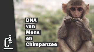 Het DNA van Mens en Chimpanzee  Dr Pieter Borger  NE [upl. by Hackney]