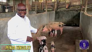 Piggery Farm located in Limbe [upl. by Raychel]