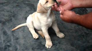 Pocho labrador de 2 meses [upl. by Mcnamee505]