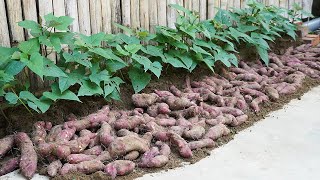 How To Grow Sweet Potatoes At Home For Lots Of Bulbs And Fast Harvest [upl. by Anez]