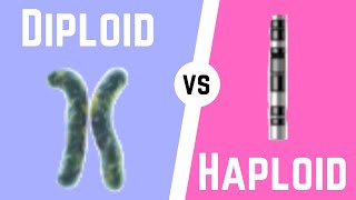 Diploid Cell vs Haploid Cell [upl. by Ardnayek]