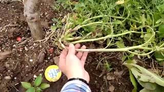 How to harvest arugula seeds from its plant [upl. by Eskill]