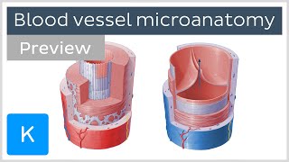 Veins Capillaries and Arteries  The Differences Explained [upl. by Burg]